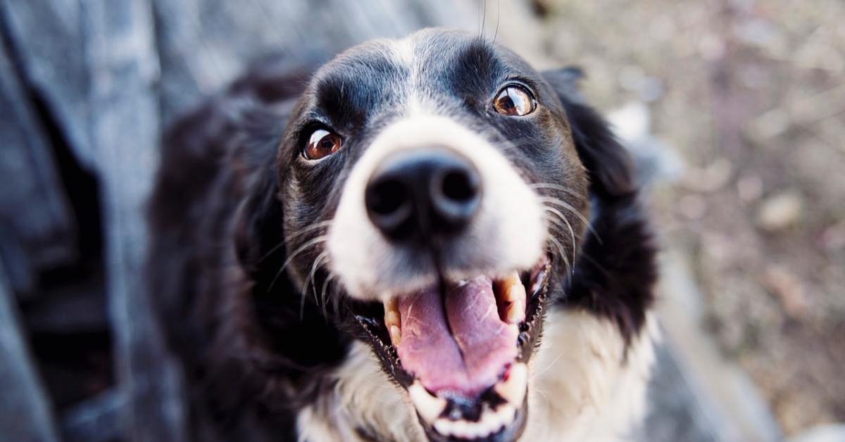 Quanti denti hanno i cani? Viaggio nella bocca di Fido