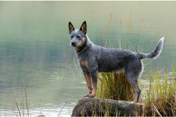 cane al lago