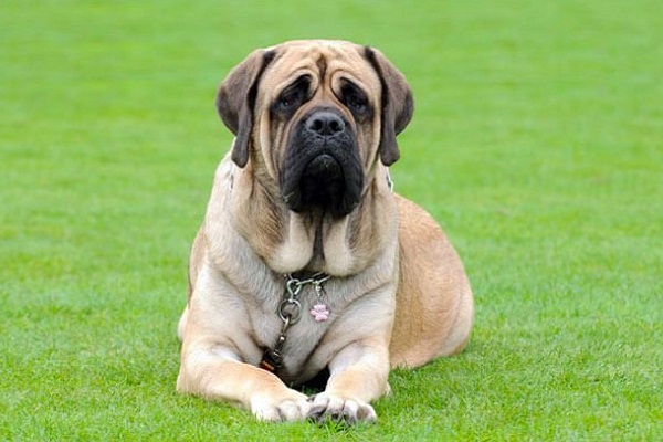 cane mastino inglese