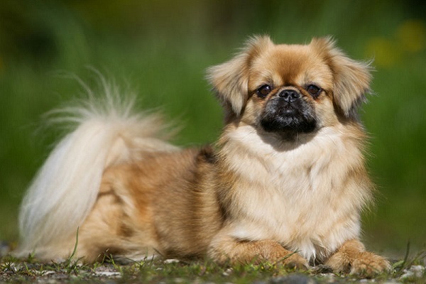 spaniel tibetano