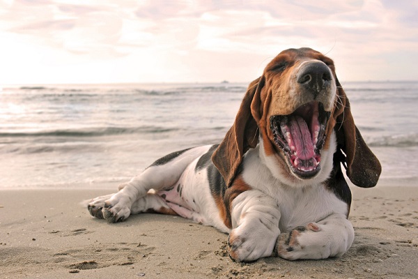 basset hound cane 