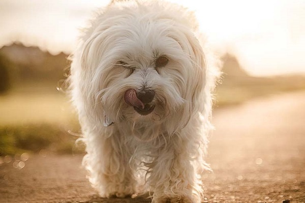 cane havanese