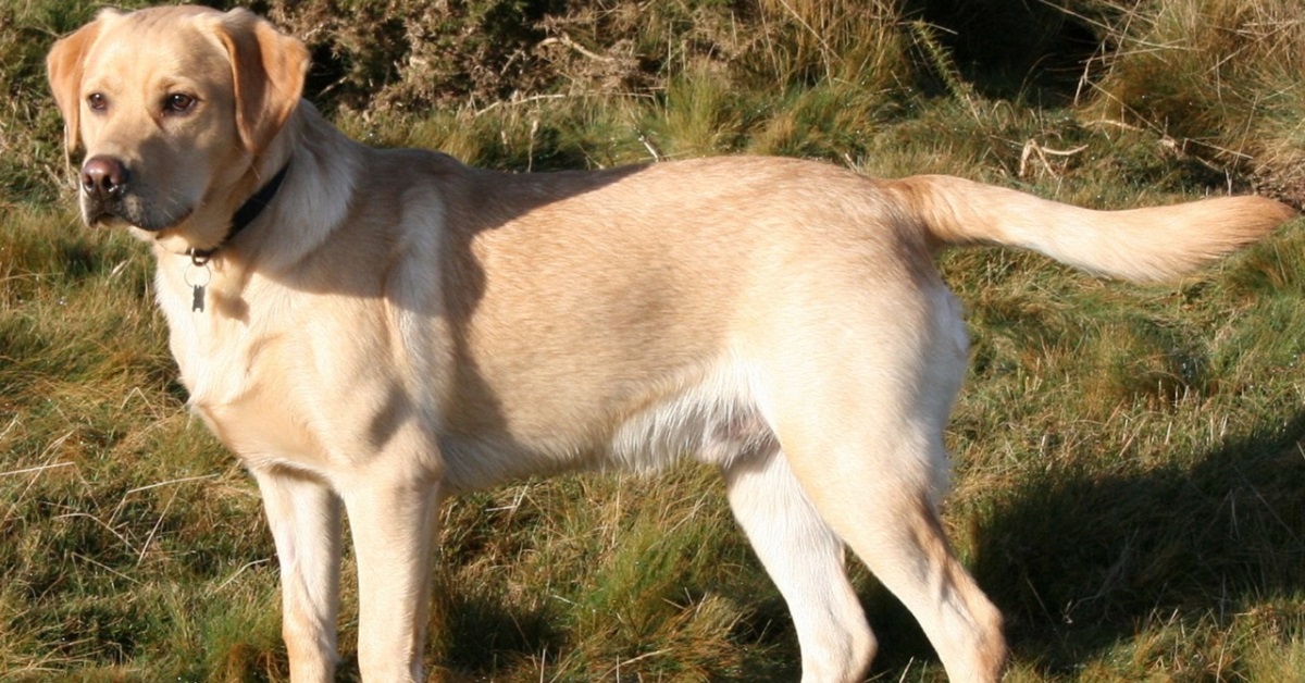 Razze di cani che amano i bambini: eccone alcuni davvero dolci