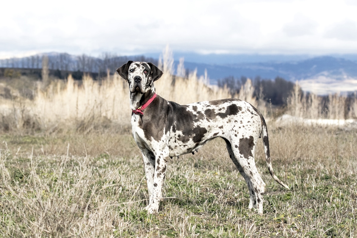 alano pezzato cane