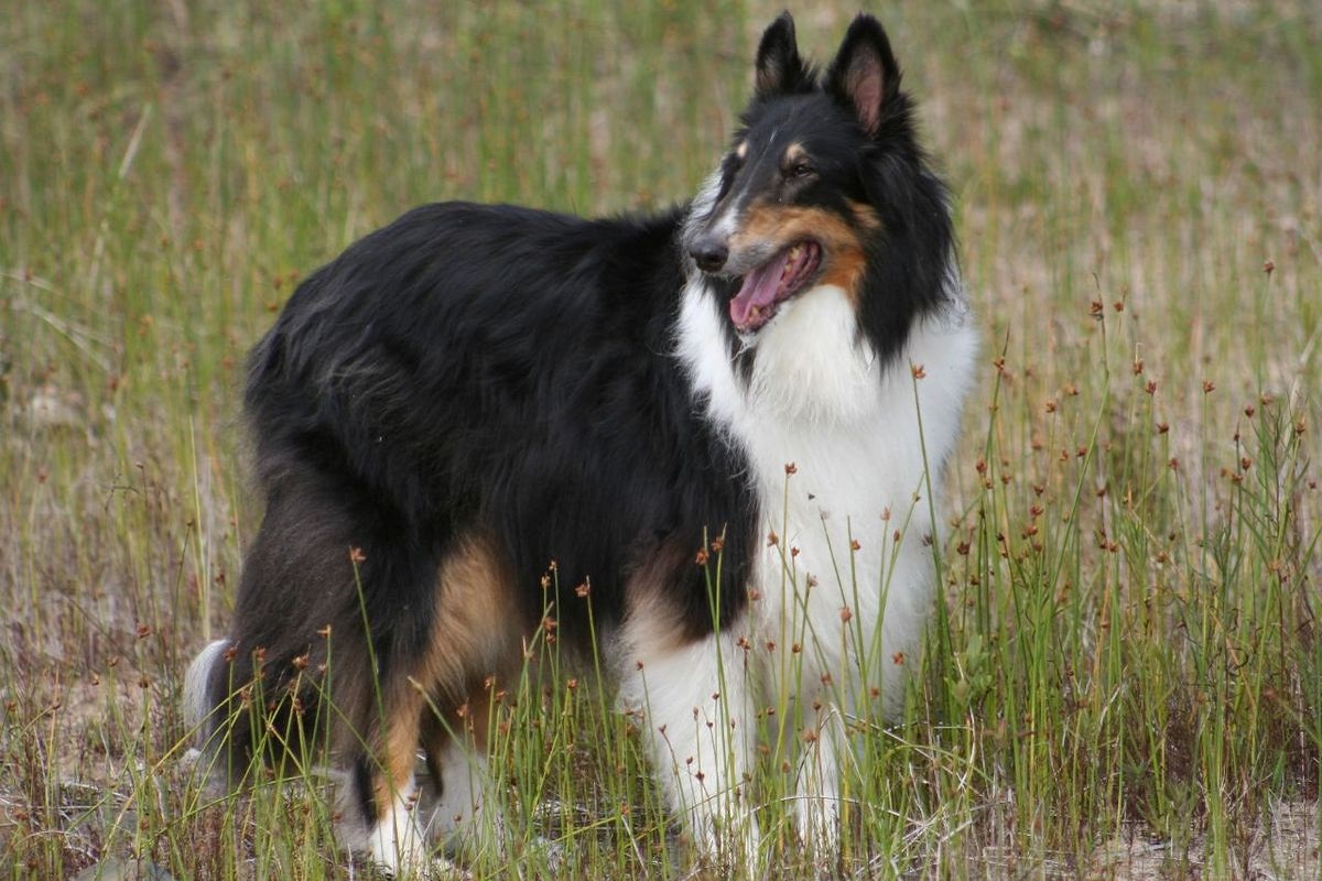 Rough Collie cane