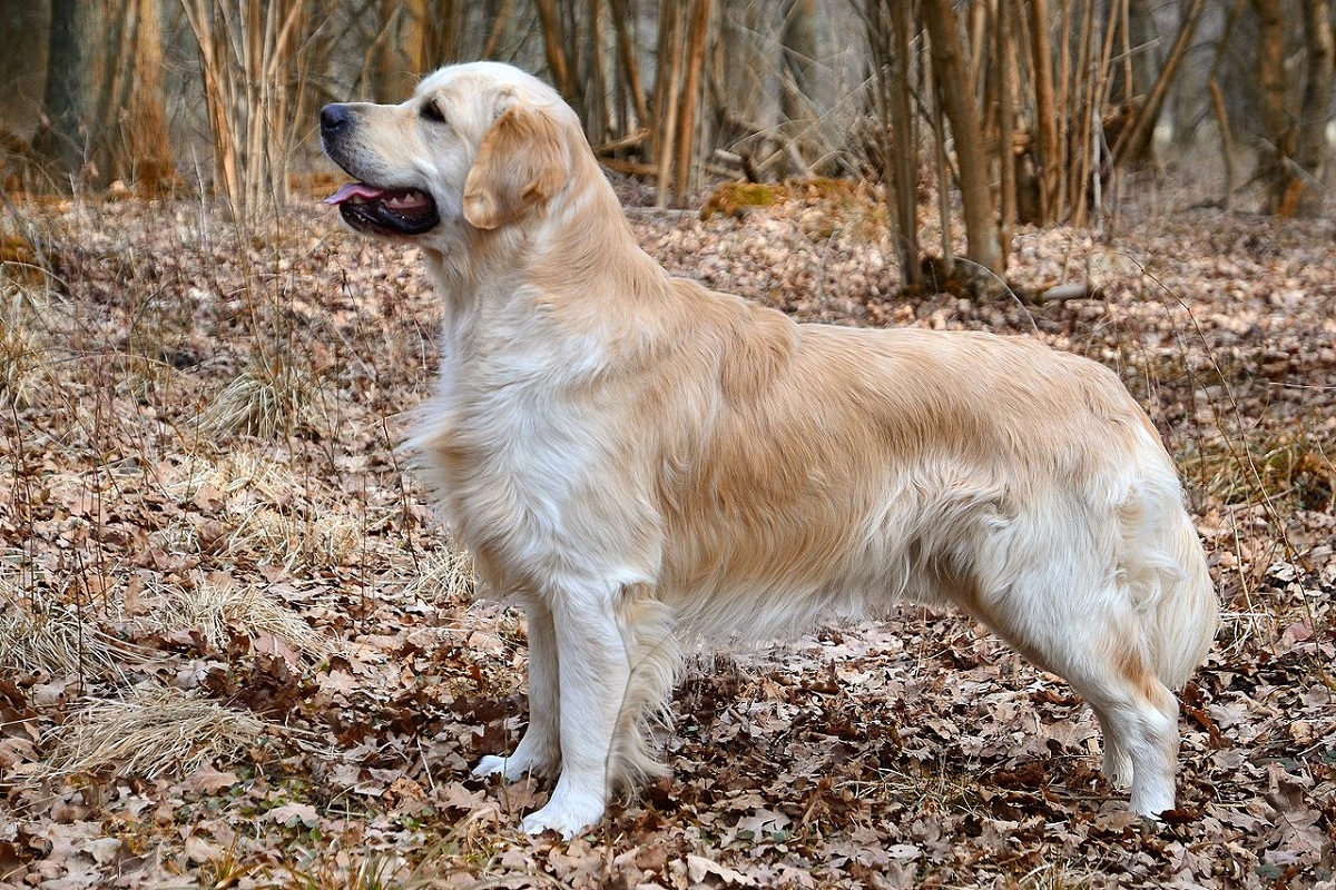 cane golden retriever