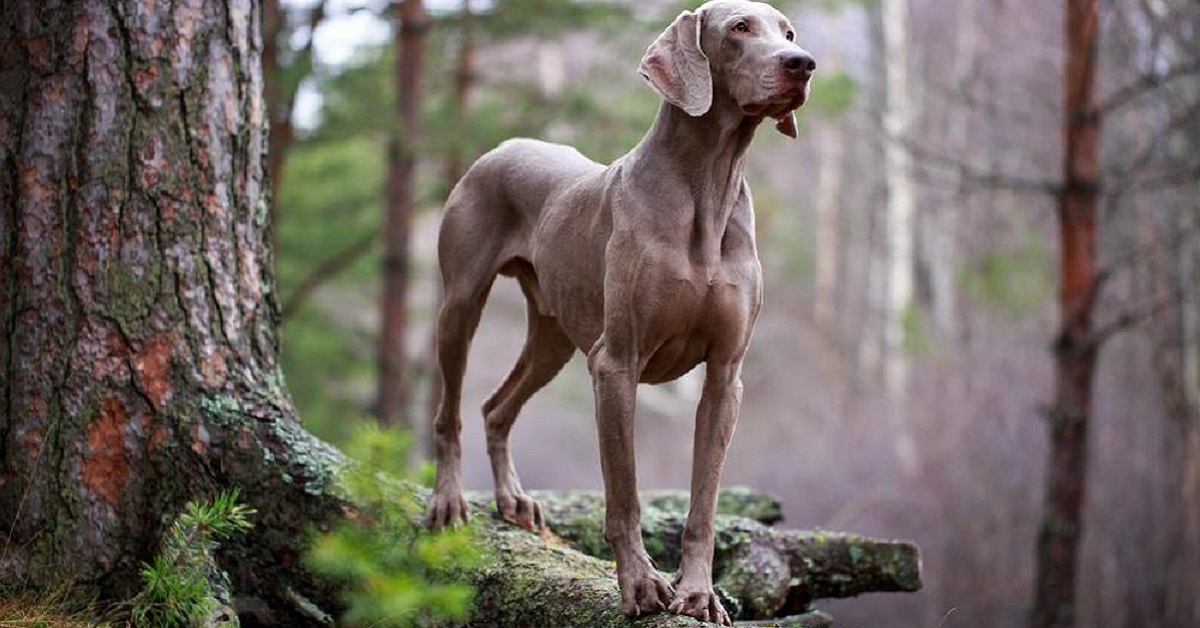 Razze di cani che corrono volentieri: sportivi e coraggiosi