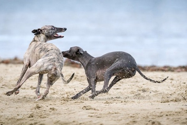 cani saluki che corrono