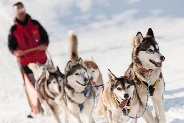 Alaskan malamute cane nella neve