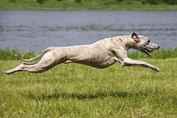 cane whippet