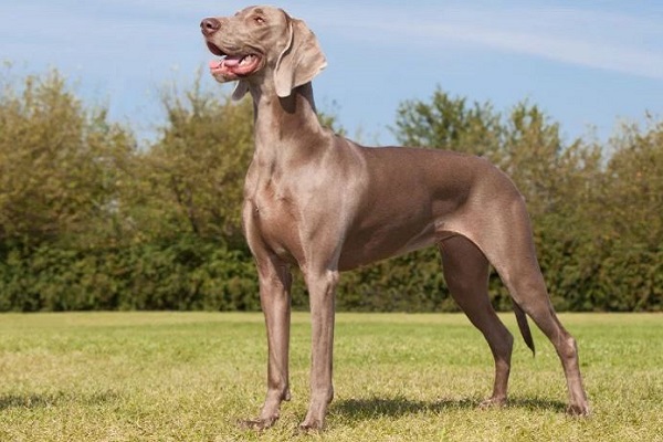Weimaraner cane 