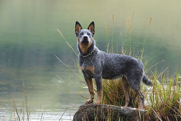 bluey cane più vecchio del mondo