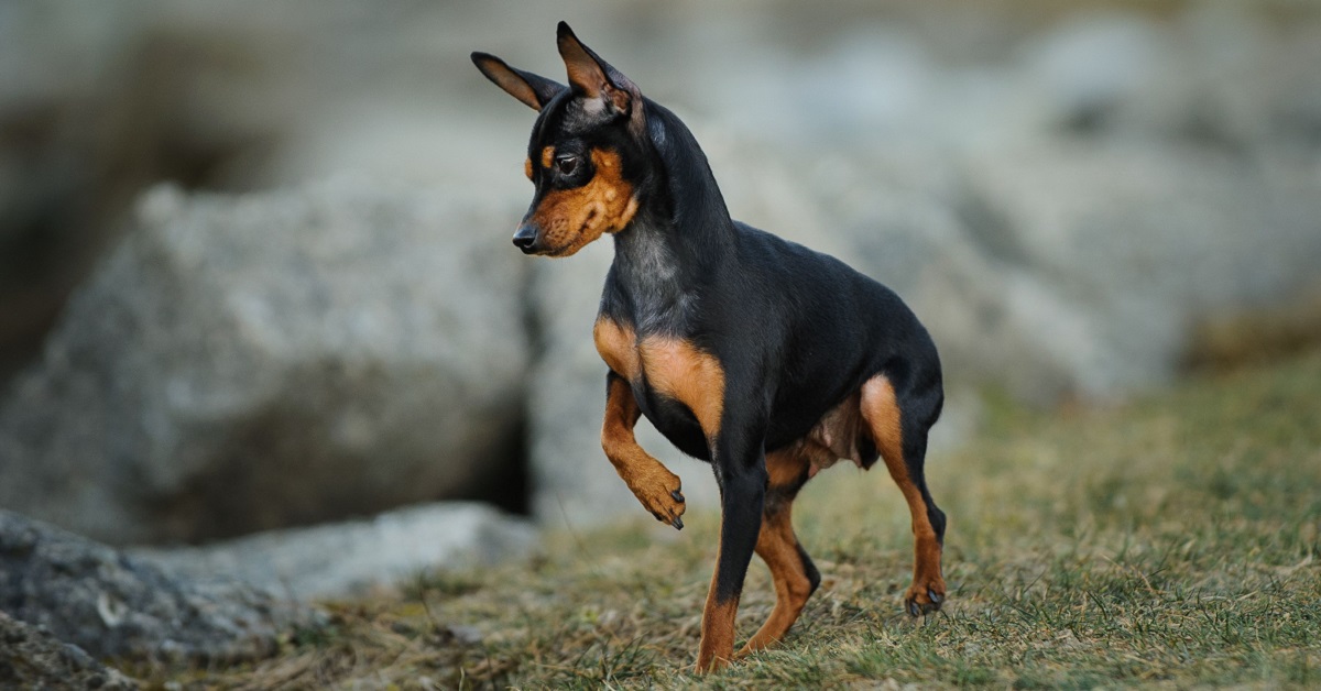 Razze di cani che hanno più bisogno di esercizio fisico