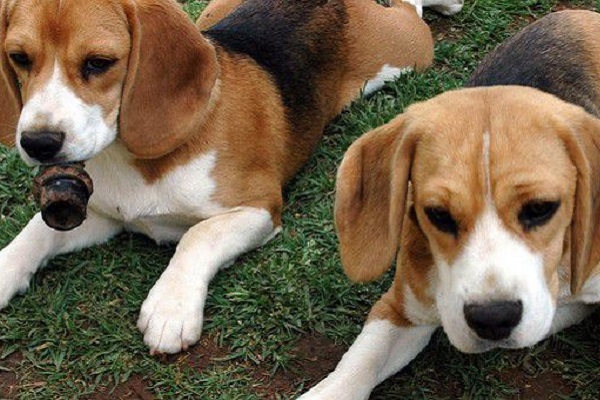 cuccioli di cane Foxhound americano