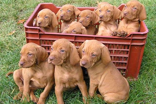 cuccioli di cane Vizsla