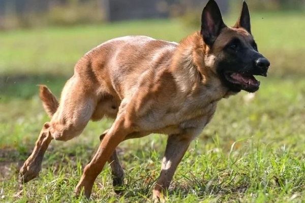 Malinois belga cane 