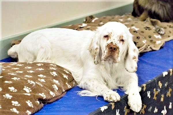 cane climber spaniel