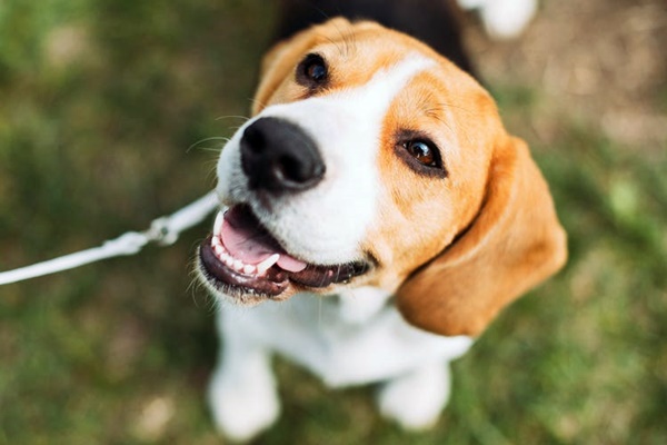 cani fingono di essere sereni