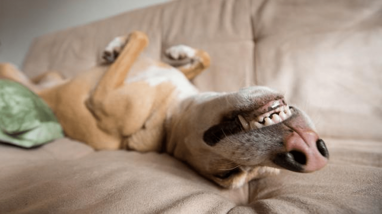 10 razze di cani che odiano lavorare o svolgere compiti