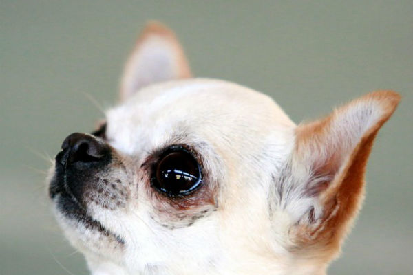 10 razze di cani con gli occhi grandi che devi proprio conoscere