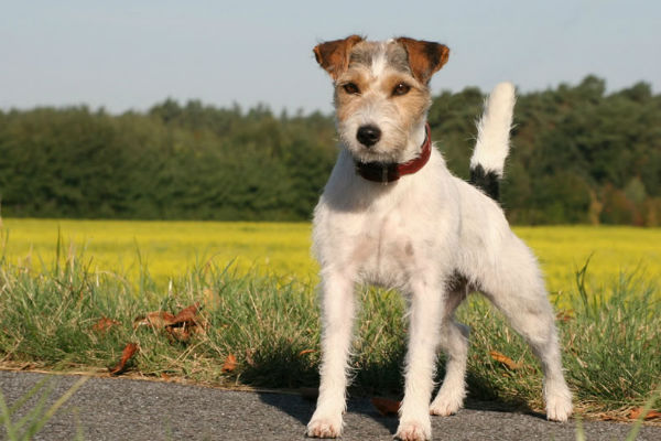 cane a caccia