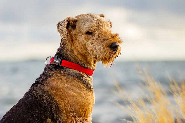 Airedale terrier cane