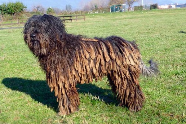 Bergamasco cane