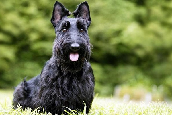 cane Scottish terrier