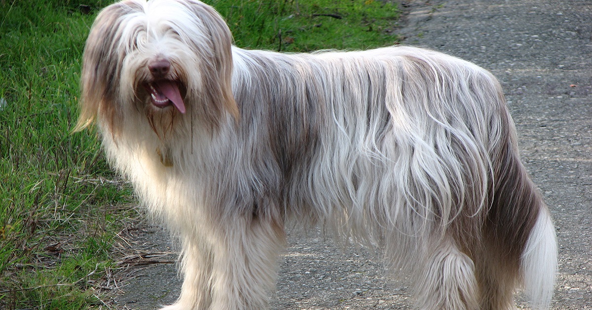 10 razze di cani con la barba, divertenti da guardare