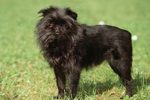 Affenpinscher cane