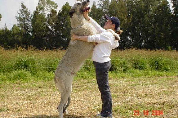 cane e padrona