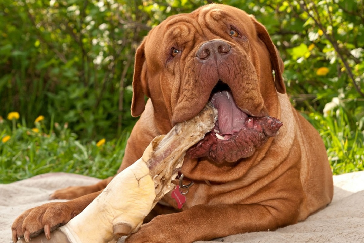 Dogue de Bordeaux cane