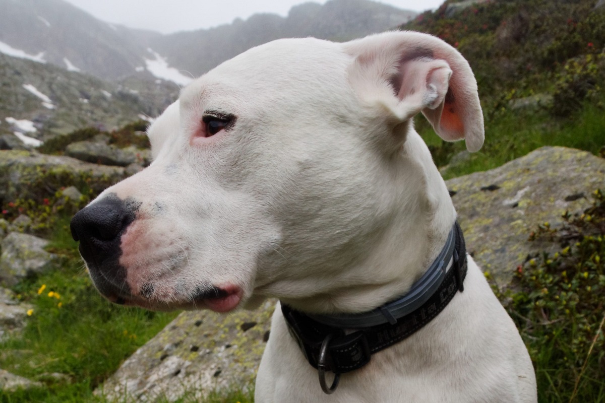 Dogo argentino cane