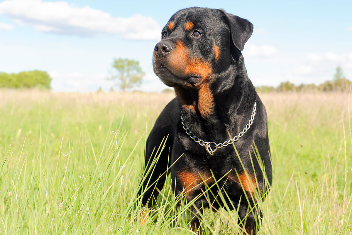 cane rottweiler