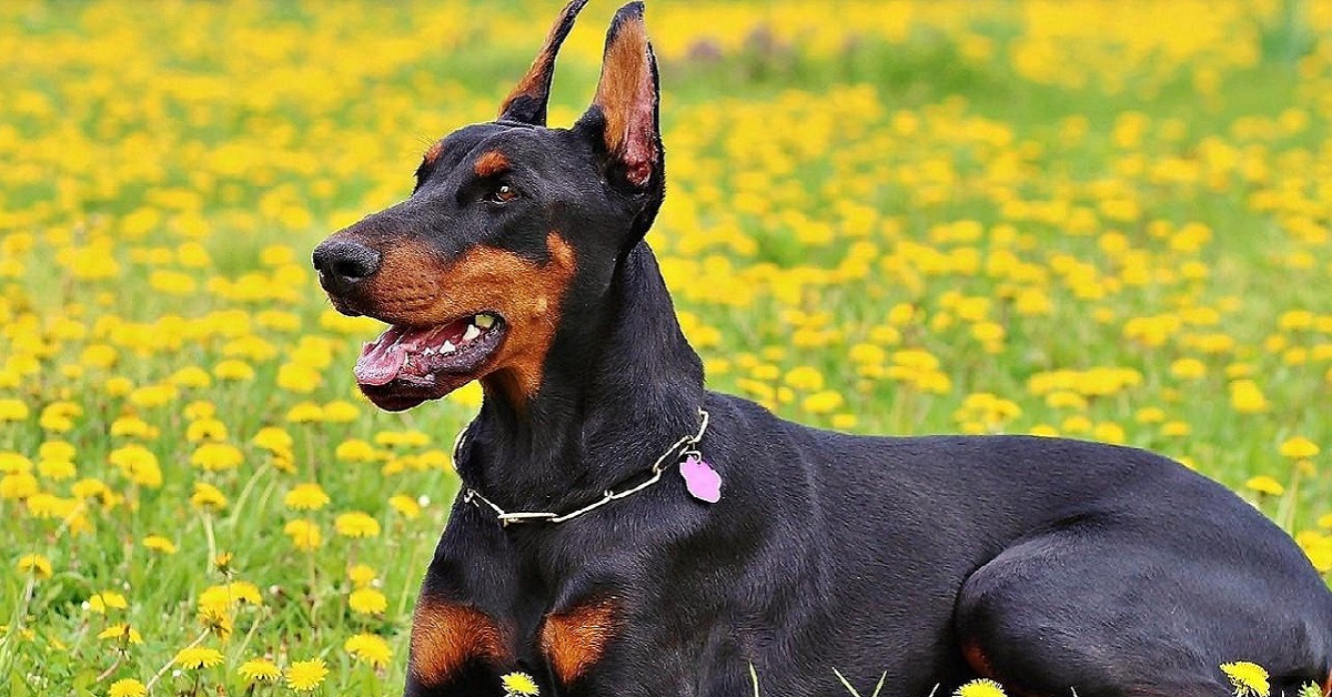 Razze di cani da guardia: le 20 migliori e più affidabili