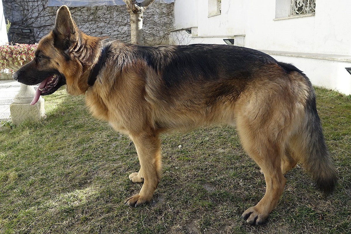 cane pastore tedesco