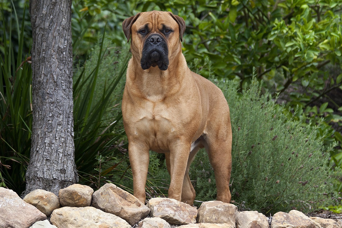 cane bullmastiff