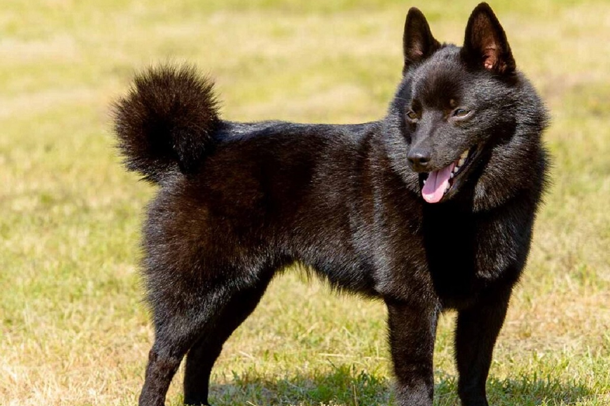 schipperke cane