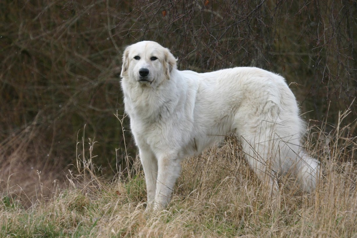 cane pastore dei pirenei