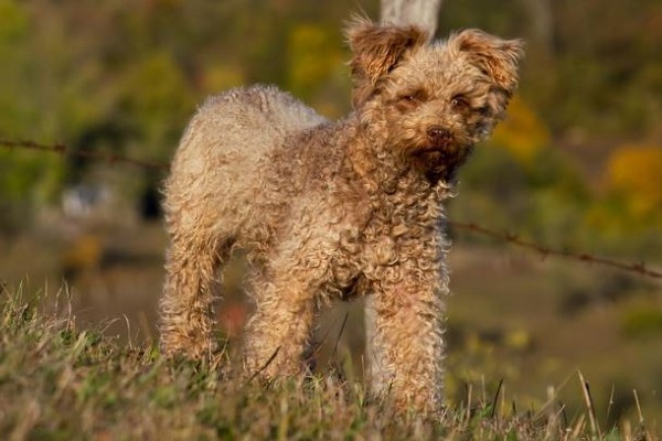 cane pumi 