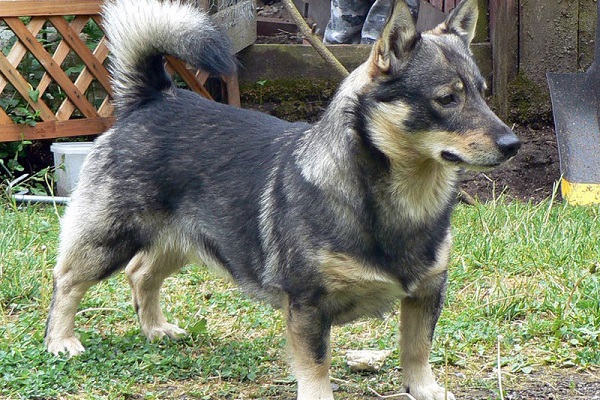 Vallhund svedese cane 