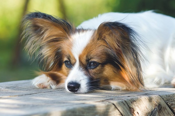 cane papillon