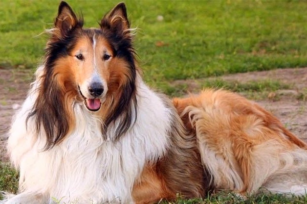 cane collie