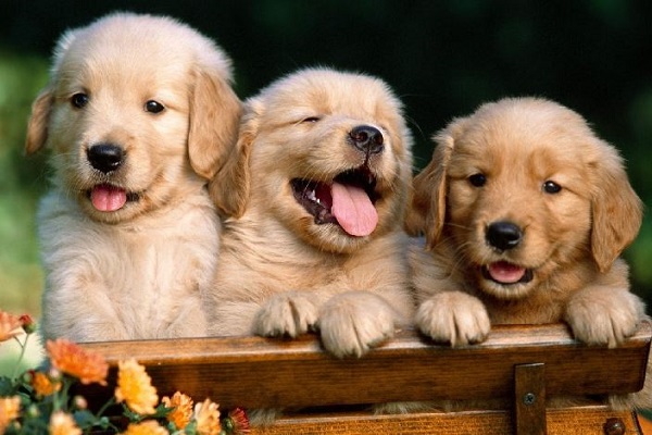 cuccioli di cane golden retriever