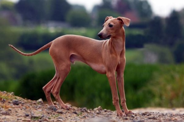 piccolo levriero italiano cane