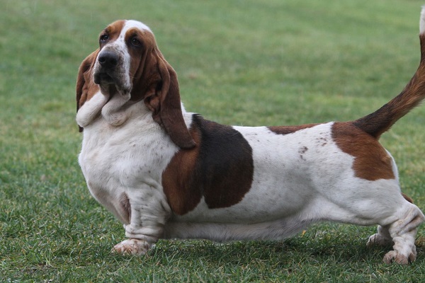 basset hound cane