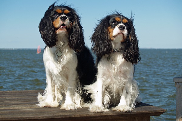 Cavalier King Charles Spaniel cani