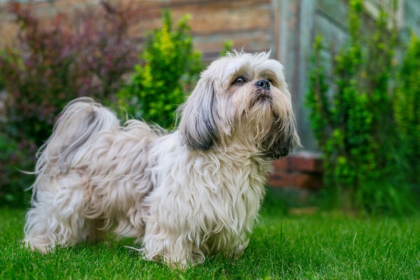 Shih tzu cane