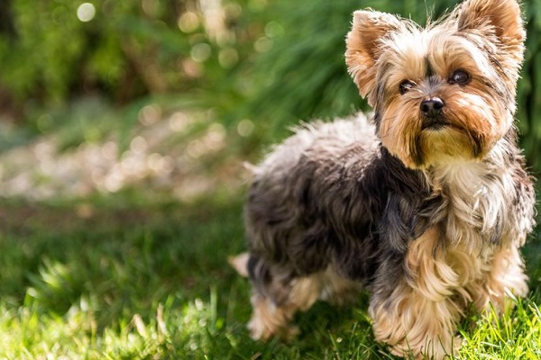 Yorkshire terrier cane