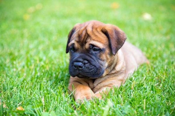 Bullmastiff cane